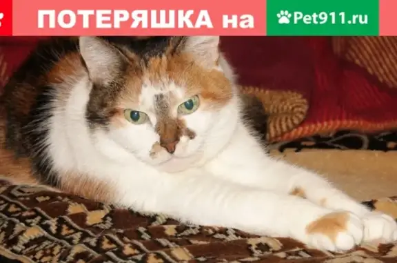 Пропала кошка на Профсоюзной, 114к2 в Москве