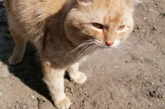 Пропала кошка Вася в Волгограде, Краснооктябрьский район