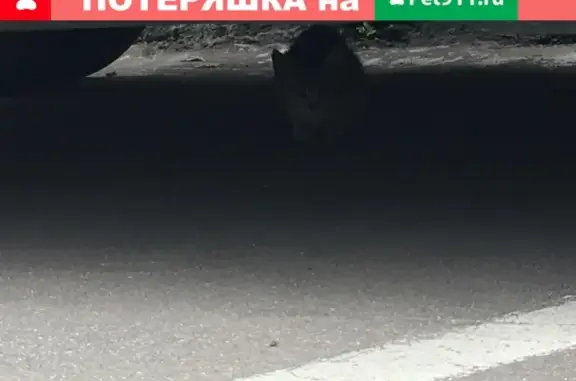 Найдена серая кошка на ул. Лобачевского