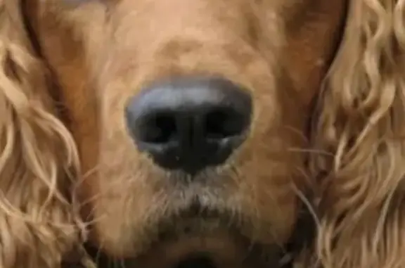 Собаки потеряшки, Старый Оскол, фото: Потеряшка собака Тима в селе Незнамово, Белгородская область