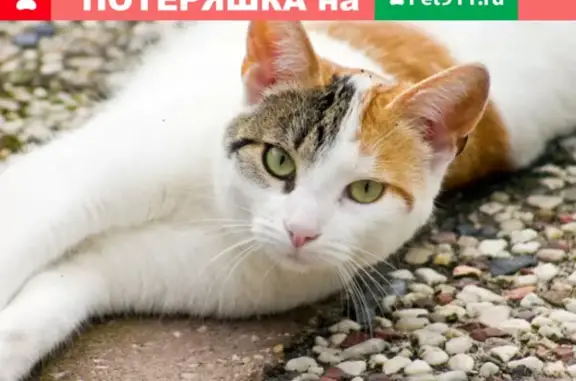 Пропала трехцветная кошка в Астрахани на Фунтовском шоссе.