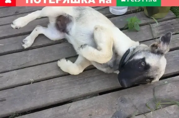 Найден щенок в деревне Алфёрово