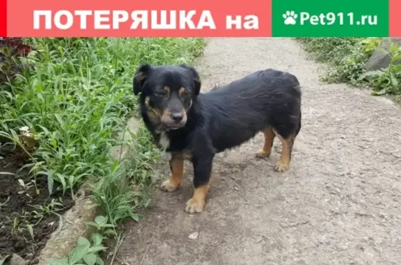 Найдена собака, хутор Камышеваха, Ростовская область