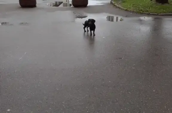 Найдена девочка-собака возле МФЦ в Мытищах, ул. Карла Маркса 4а