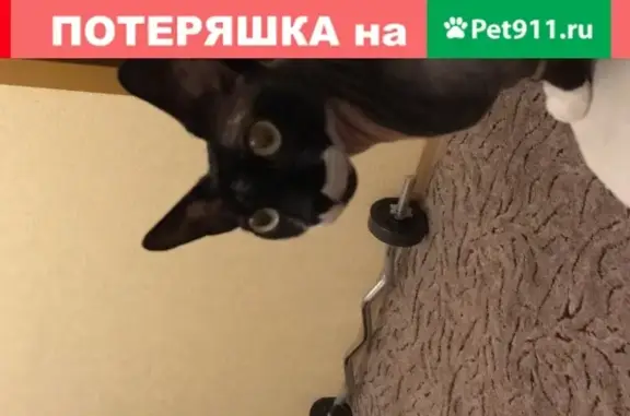Пропала кошка Канадский сфинкс в Кемерово