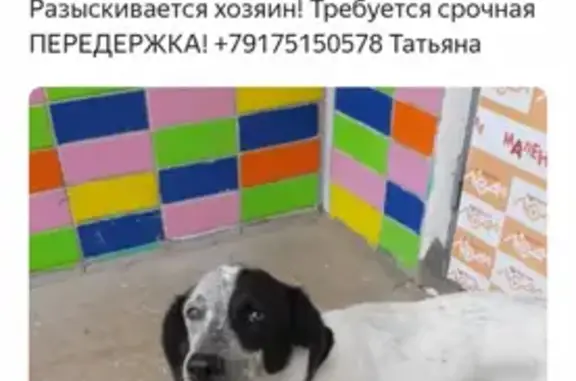 Найдена собака в Ново-переделкино