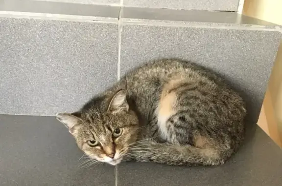 Найдена кошка с рваным ушком в Иркутске