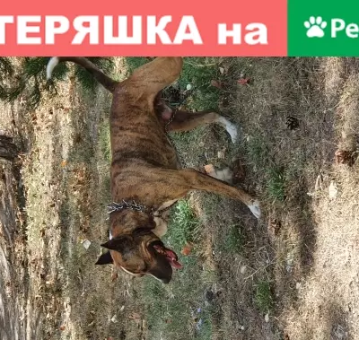 Собака на Острякова 138 с ошейником и цепью