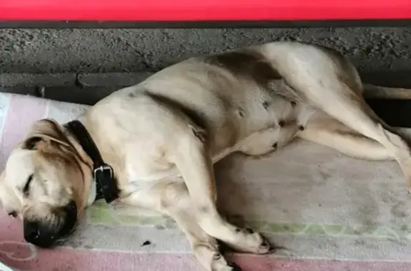 Собака найдена возле ТЦ Каскад, Чебоксары