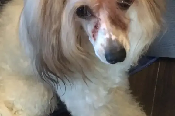 Собаки потеряшки, Липецк, фото: Потеряшка собака на ул. Хорошавина, порода Китайская Хохлатая, кличка Нуки