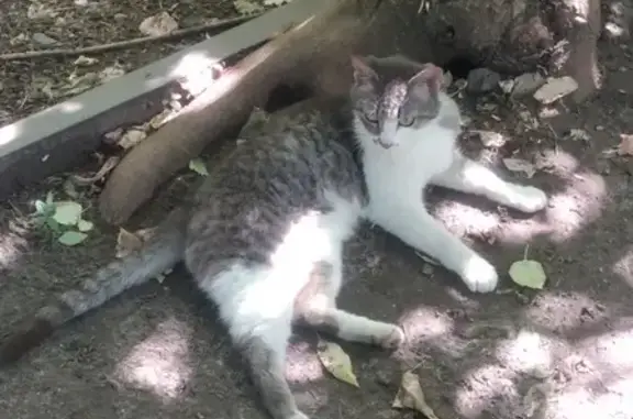 Найдена кошка на Рабфаковской, ласковая и молодая!