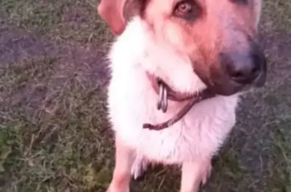 Пропала собака Герда в Истра-Вилладж, Солнечногорского района