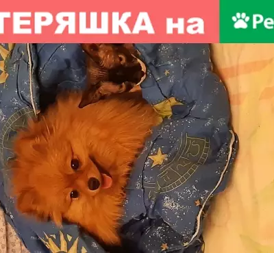 Пропала кошка Амарок, Кедровка, Кемерово