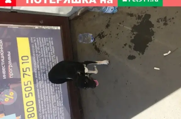 Собака найдена на Троллейбусной улице в Ростове-на-Дону