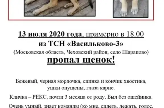 Пропал щенок алабая Рекс в районе Чехова, Московская область