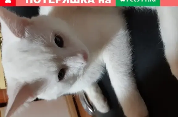 Пропала кошка с ошейником в Гурьевском городском округе