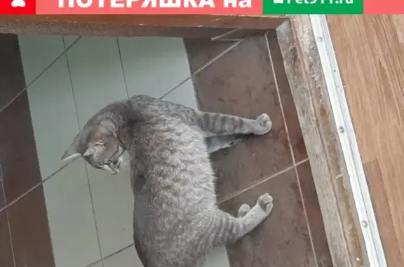 Найдена серая кошка на Тэцевской улице, Казань
