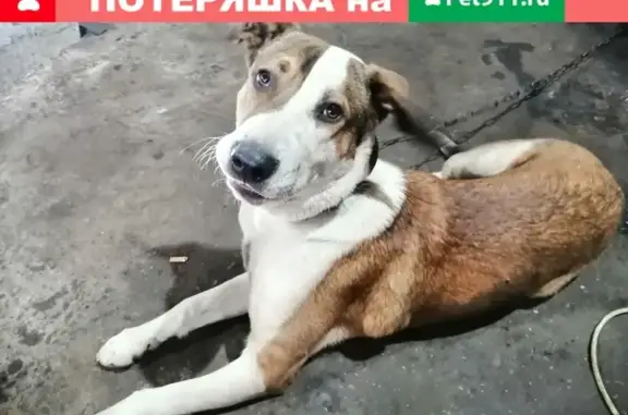 Пропала собака Рокки в Казани, нужна помощь!