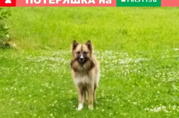 Найдена большая собака в деревне Косякино