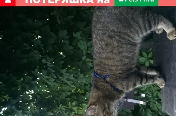 Пропал кот Семён на улице Георгиева