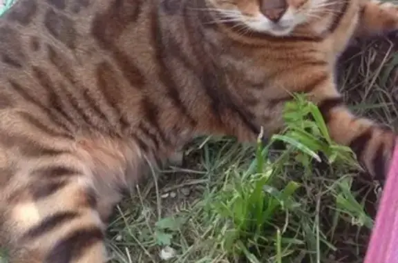 Пропала бенгальская кошка в Юдановке, Москва.