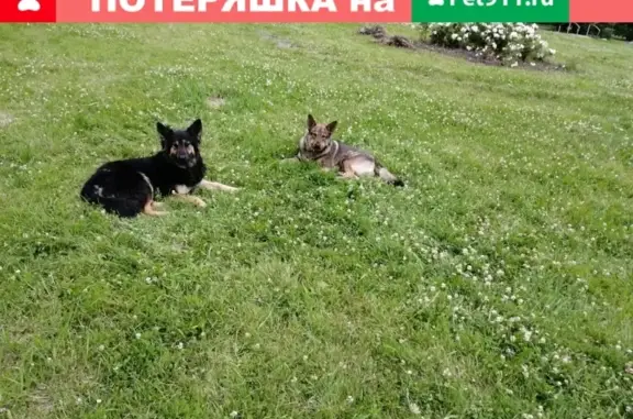Найдена собака во Фрунзенском районе СПб - проспект Славы, 52к1
