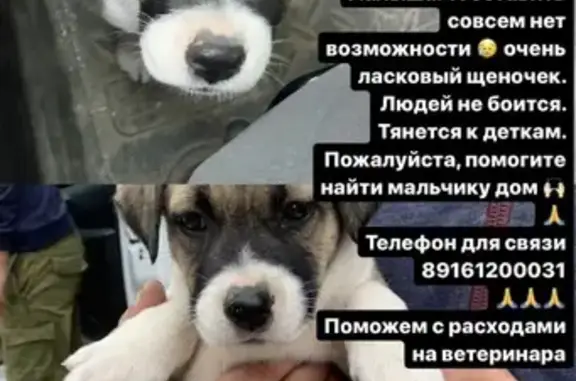 Найдена собака в Малаховке, готовы помочь.
