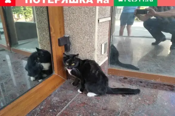 Пропала кошка на Екатерининской 117 в Перми