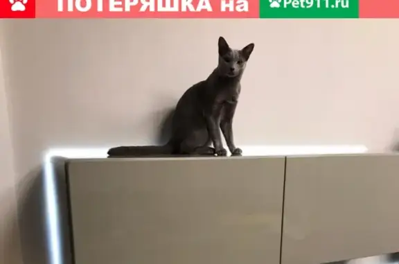 Пропал кот, русская голубая порода, вознаграждение 35 000 руб. Ялта, ул. Дражинского, 35.