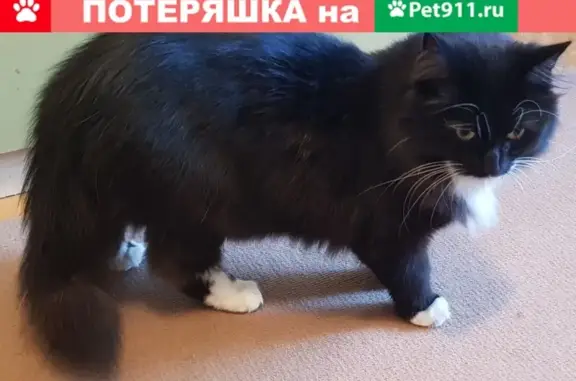 Потерянные животные Москва, фото: Пропал кот Маврик, ул. Конёнкова 6, Москва.