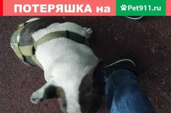 Собака Белый с коричневыми полосами найдена в Бирюлево восточное, Москва.