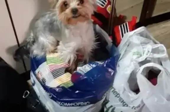 Объявления о пропавших и найденных животных, Москва, фото: Пропала собака на Россошанской улице 7к1