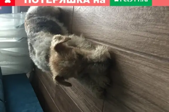 Найден пёс в Лисицыно, Переславль-Залесский