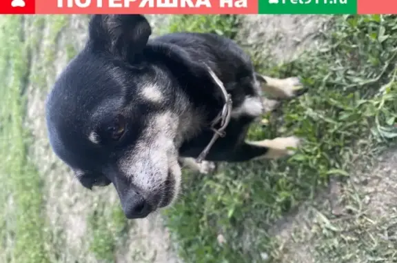 Пропала собака «Мося» в деревне Хомутск, Рязанская область