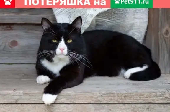 Пропала кошка в садовом товариществе Видное.