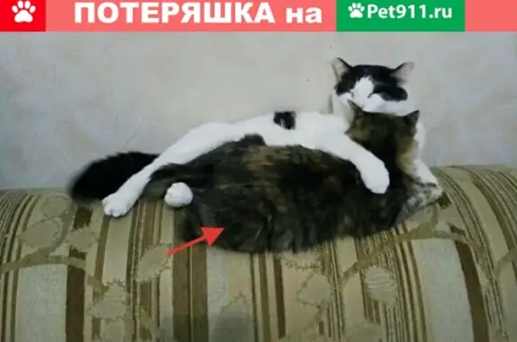 Пропала кошка в Томске, поселок Сосновый Бор, 1-й Алеутский переулок.