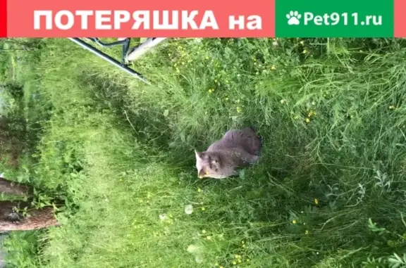 Пропал кот Соер в СНТ Химик 2, Воскресенск, МО