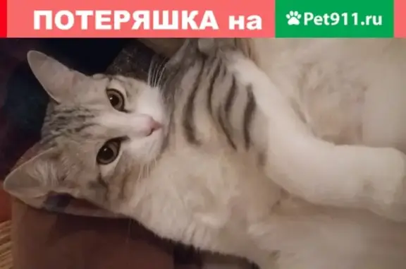 Кошки потеряшки, Новосибирск, фото: Потеряшка кот возле Борового на Оби, Новосибирск.