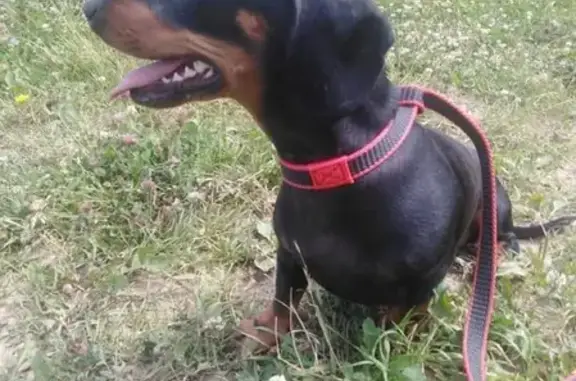 Найдена собака в Толочаново, Ступинского р-на
