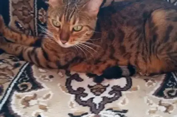 Найдена кошка в Нижнем Новгороде