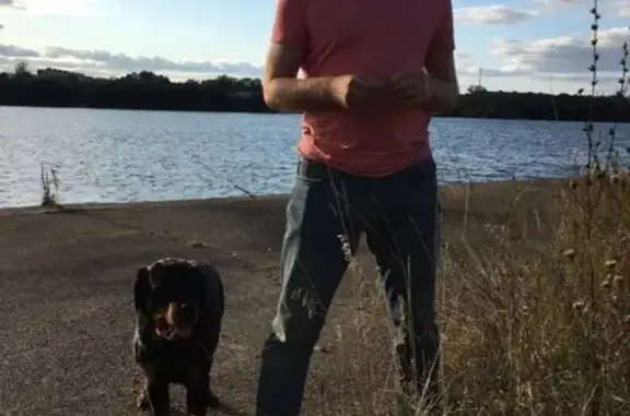 Собаки потеряшки, , фото: Потеряшка Ротвейлер девочка на ул. Ванеева, Нижний Новгород