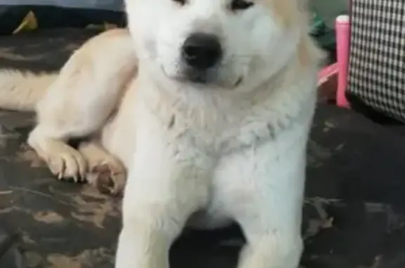 Собака Акита-ину найдена на острове Мордовинский.