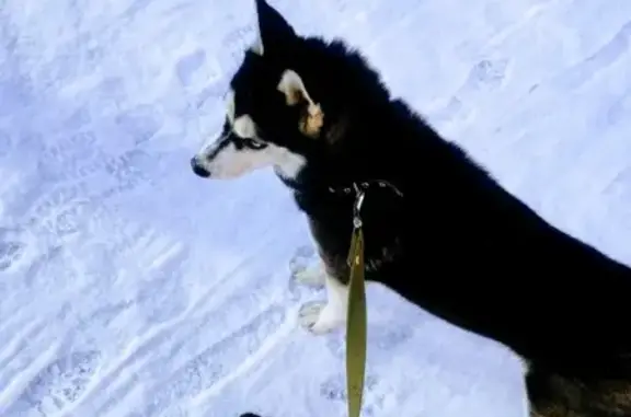 Потерянные животные Томск, фото: Пропала молодая хаски с разными глазами в Томске