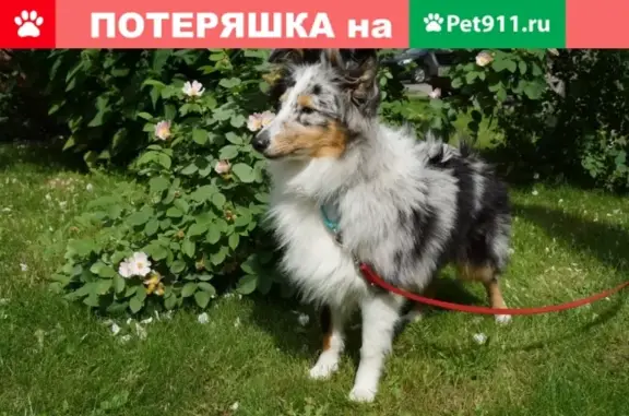 Пропала собака КАМИ на ул. Генкиной, Нижний Новгород