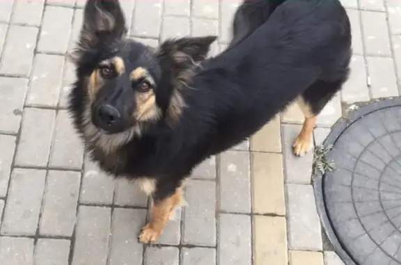 Найдена собака в Ростове на ул. Горсоветская