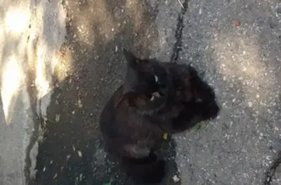 Найдена черно-рыжая кошка с длинной шерстью в Ижевске
