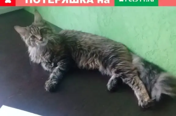 Пропала кошка на ул. Советская, 62 в Пятигорске.