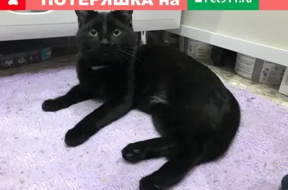 Найден кот на ул. Пушкина, Балашиха