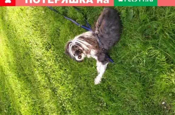 Пропала собака Жан на улице Планерная 12, Москва