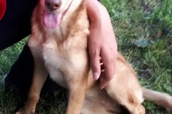 Найден щенок в Подчерково, Московская область
